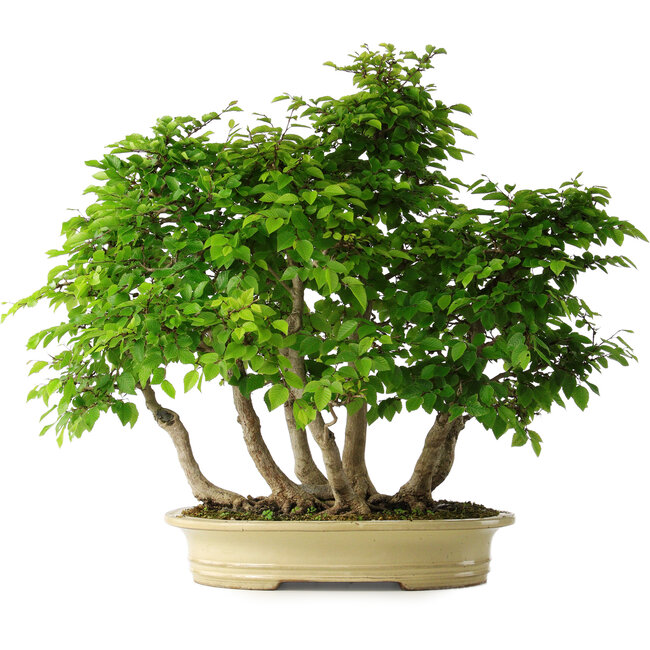 Carpinus coreana, 61 cm, ± 30 ans