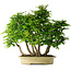Carpinus coreana, 61 cm, ± 30 ans