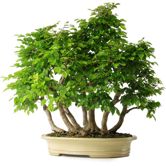 Carpinus coreana, 61 cm, ± 30 años