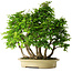 Carpinus coreana, 61 cm, ± 30 anni
