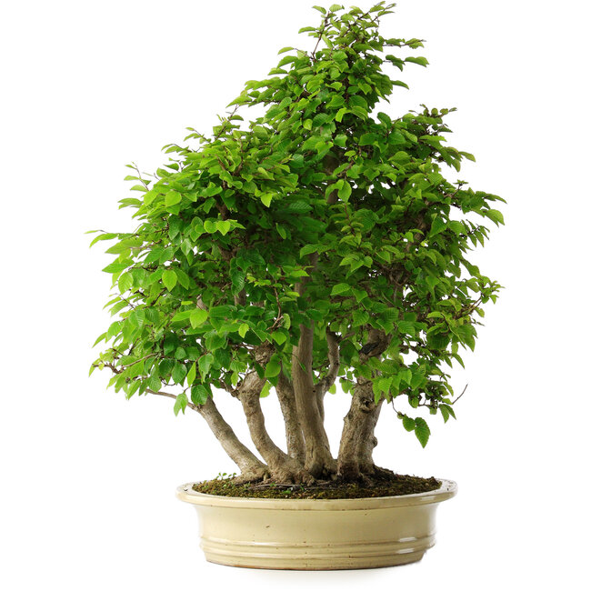 Carpinus coreana, 61 cm, ± 30 years old