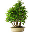 Carpinus coreana, 61 cm, ± 30 Jahre alt
