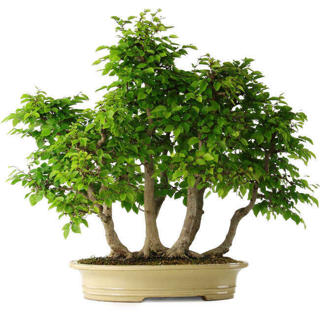 Carpinus coreana, 61 cm, ± 30 ans