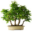 Carpinus coreana, 61 cm, ± 30 Jahre alt