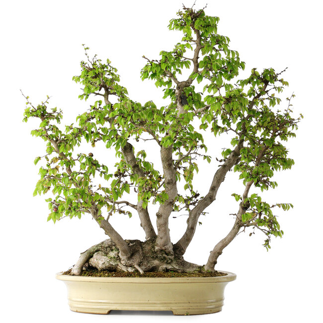 Carpinus coreana, 66 cm, ± 30 years old