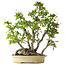 Carpinus coreana, 66 cm, ± 30 anni