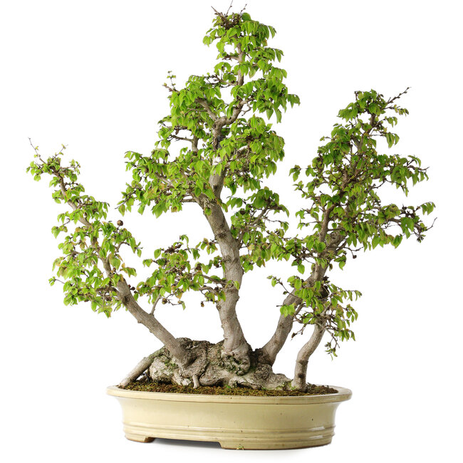 Carpinus coreana, 66 cm, ± 30 años