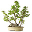 Carpinus coreana, 66 cm, ± 30 anni