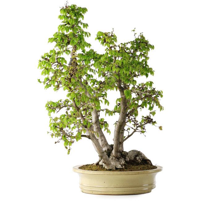Carpinus coreana, 66 cm, ± 30 jaar oud