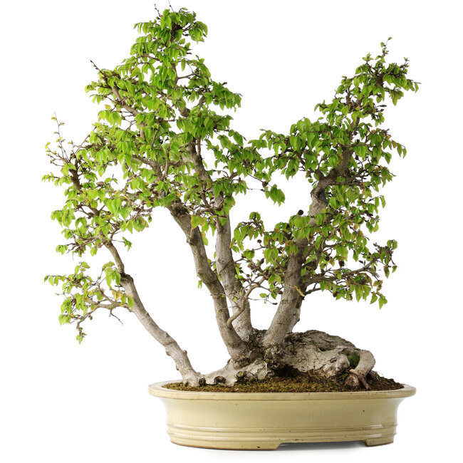 Carpinus coreana, 66 cm, ± 30 years old