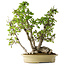 Carpinus coreana, 66 cm, ± 30 anni