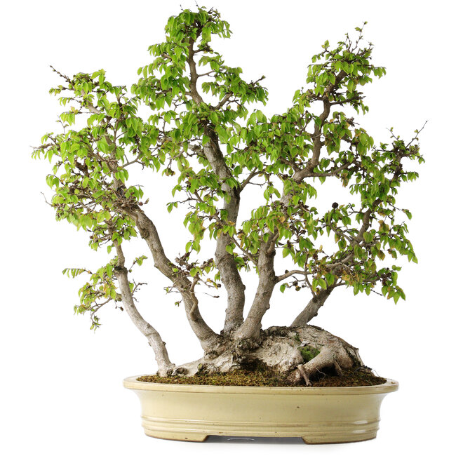 Carpinus coreana, 66 cm, ± 30 jaar oud