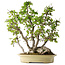 Carpinus coreana, 66 cm, ± 30 anni