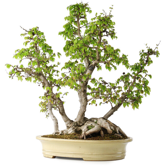 Carpinus coreana, 66 cm, ± 30 anni