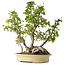Carpinus coreana, 66 cm, ± 30 Jahre alt