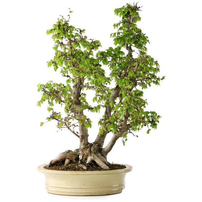 Carpinus coreana, 66 cm, ± 30 years old