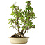 Carpinus coreana, 66 cm, ± 30 anni
