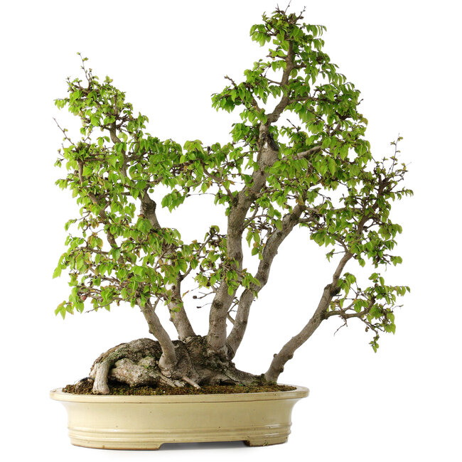 Carpinus coreana, 66 cm, ± 30 jaar oud