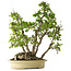 Carpinus coreana, 66 cm, ± 30 anni