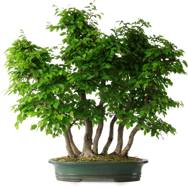 Carpinus coreana, 71 cm, ± 30 jaar oud