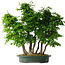 Carpinus coreana, 71 cm, ± 30 years old