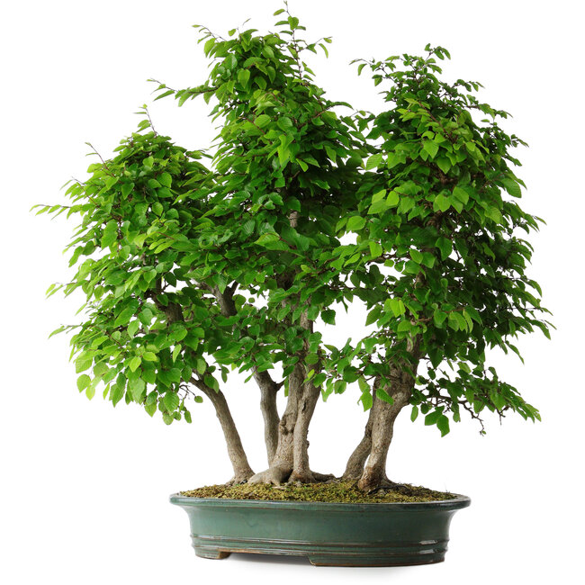 Carpinus coreana, 71 cm, ± 30 anni