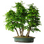 Carpinus coreana, 71 cm, ± 30 anni