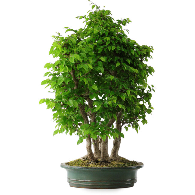 Carpinus coreana, 71 cm, ± 30 anni