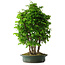 Carpinus coreana, 71 cm, ± 30 ans