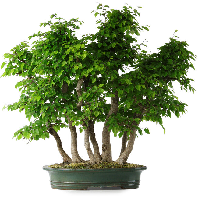 Carpinus coreana, 71 cm, ± 30 Jahre alt