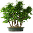 Carpinus coreana, 71 cm, ± 30 anni
