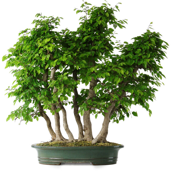 Carpinus coreana, 71 cm, ± 30 jaar oud