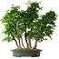 Carpinus coreana, 71 cm, ± 30 Jahre alt
