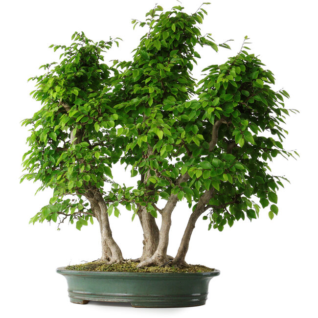 Carpinus coreana, 71 cm, ± 30 años