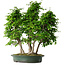Carpinus coreana, 71 cm, ± 30 years old