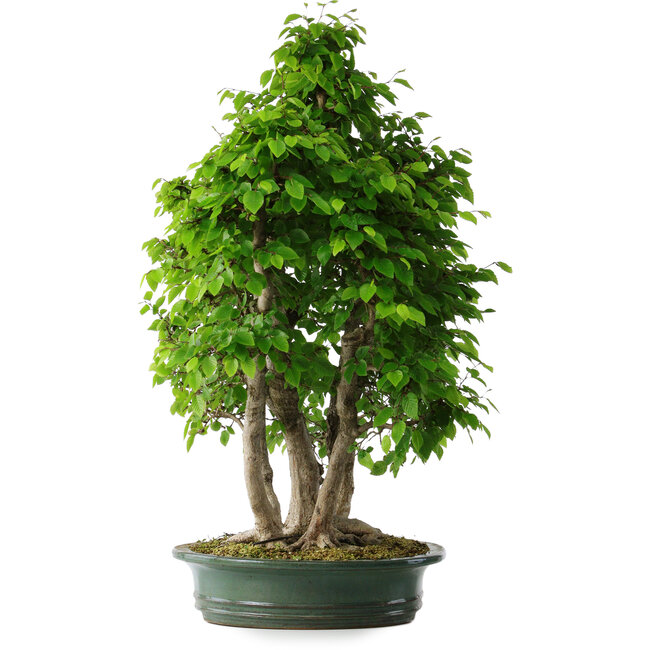Carpinus coreana, 71 cm, ± 30 anni