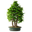 Carpinus coreana, 71 cm, ± 30 jaar oud