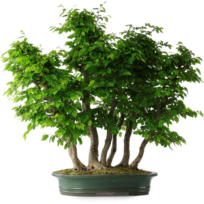 Carpinus coreana, 71 cm, ± 30 anni
