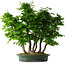 Carpinus coreana, 71 cm, ± 30 years old