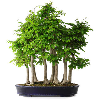 Carpinus coreana, 68 cm, ± 30 jaar oud