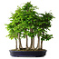 Carpinus coreana, 68 cm, ± 30 Jahre alt