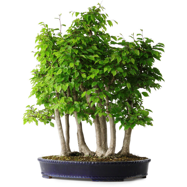 Carpinus coreana, 68 cm, ± 30 jaar oud