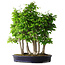 Carpinus coreana, 68 cm, ± 30 ans