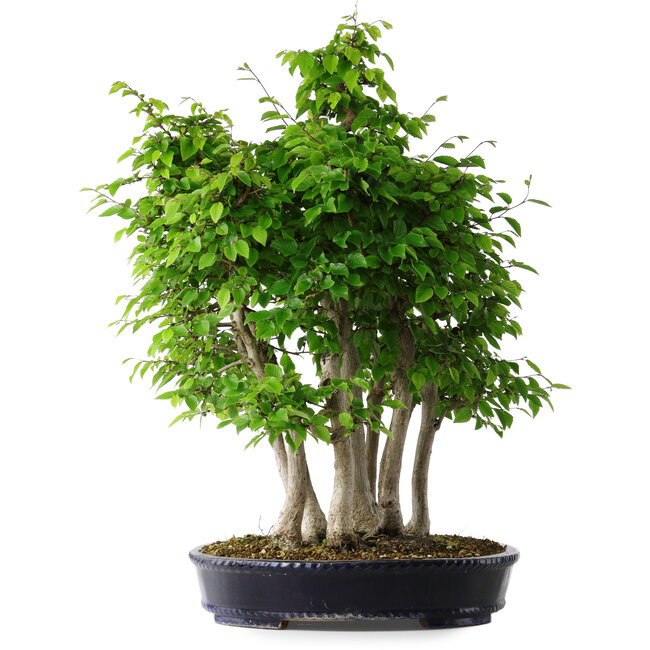 Carpinus coreana, 68 cm, ± 30 years old