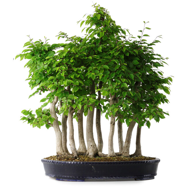 Carpinus coreana, 68 cm, ± 30 Jahre alt