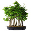 Carpinus coreana, 68 cm, ± 30 Jahre alt
