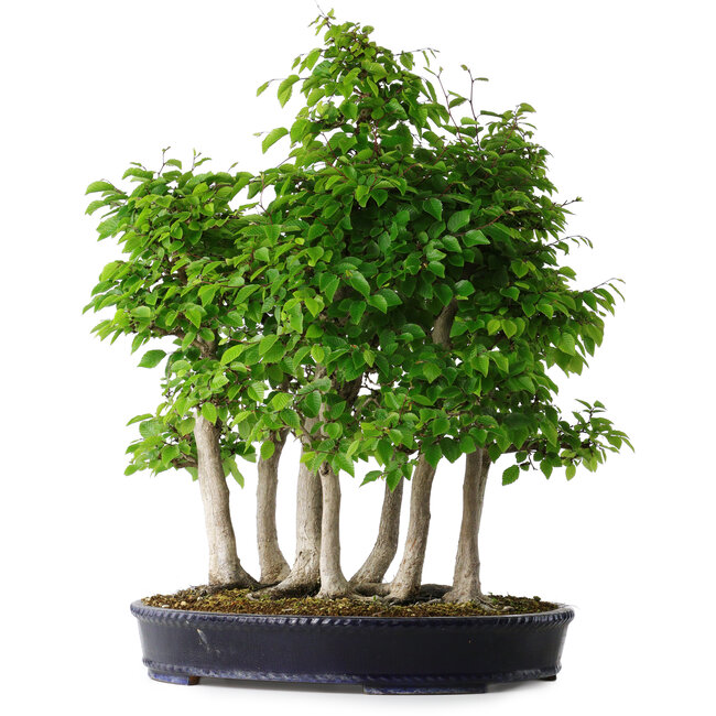 Carpinus coreana, 68 cm, ± 30 jaar oud
