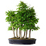 Carpinus coreana, 68 cm, ± 30 ans