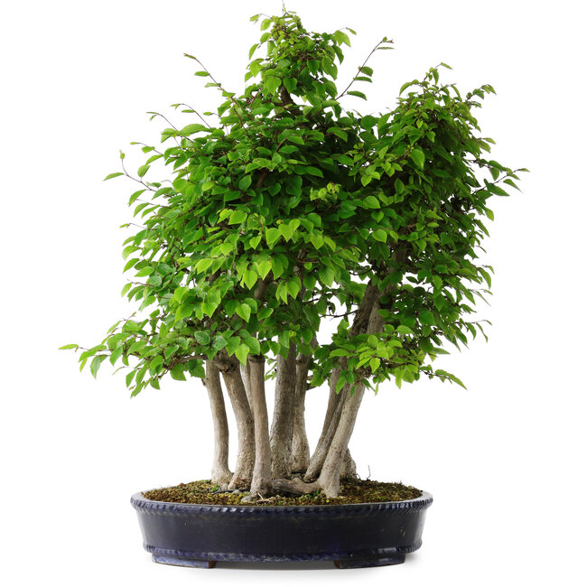 Carpinus coreana, 68 cm, ± 30 anni