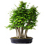 Carpinus coreana, 68 cm, ± 30 years old
